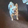 Bruno is registered to the contest to win money with this photo: animal, canine, carpet, collar, companion, curious, cute, dog, domestic_animal, ears, floor, french_bulldog, fur, household, indoor, looking_up, pet, small_dog, standing, white_dog