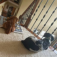 Axel is registered to the contest to win money with this photo: dog, carpet, railing, quilt, indoor, home, pet, brown_dog, black_and_white_dog, resting, wood, stairs, fence, collar, window, light, floor, animal, relaxing, household