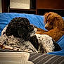 dog, pets, curly_fur, brown_fur, blue_blanket, indoor, cozy, resting, cute, companionship, animal, fur, bedroom, furniture, relaxing, cute_pets, curled_up, looking, domestic, friendship