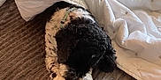 Axel joined the competition — help win amazing prizes! dog, bed, blanket, comforter, furniture, indoor, sleeping, pet, curly_fur, black_and_white, cozy, resting, collar, brown, white, textured, pillow, side_table, glasses, calm