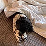 dog, bed, blanket, comforter, furniture, indoor, sleeping, pet, curly_fur, black_and_white, cozy, resting, collar, brown, white, textured, pillow, side_table, glasses, calm