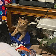 Little Bear is registered to the contest to win money with this photo: bag, blue_bag, carpet, cat, clutter, cord, curious, feline, floor, household_items, indoor, kitten, lantern, messy, orange_cat, papers, pet, photography, printer, wooden_table