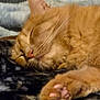Little Bear joined the competition — help win amazing prizes! animal, cat, close_up, cozy, cute, domestic_cat, feline, fur, furry, ginger_cat, indoors, nap, paw, pet, pink_paw_pads, relaxation, resting, sleeping, soft_texture, whiskers