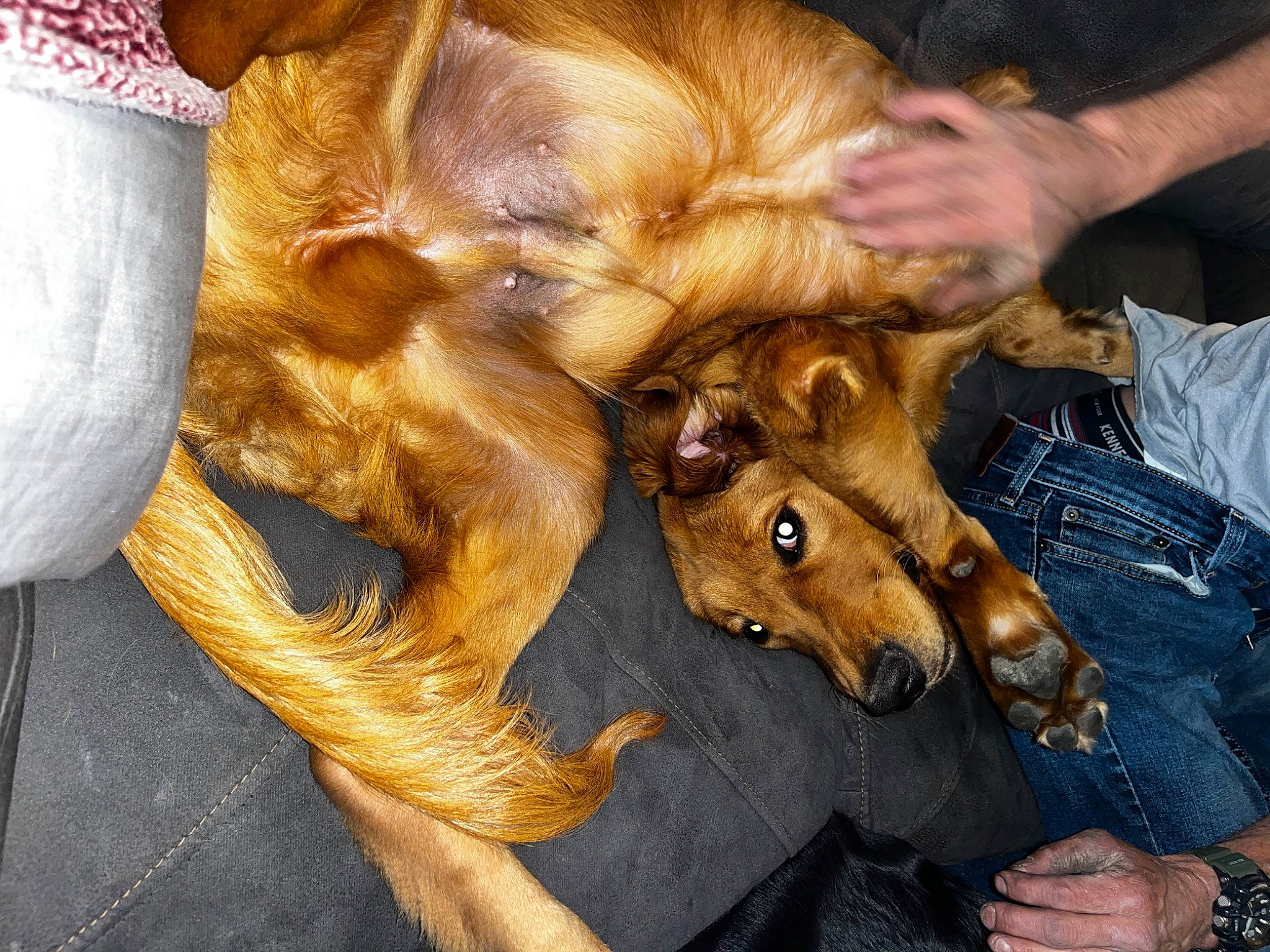 Chayce is registered to the contest to win money with this photo: canidae, carnivore, claw, companion_dog, dog, dog_breed, ear, fawn, fur, liver, nail, natural_material, paw, snout, sporting_group, watch, whiskers, working_animal