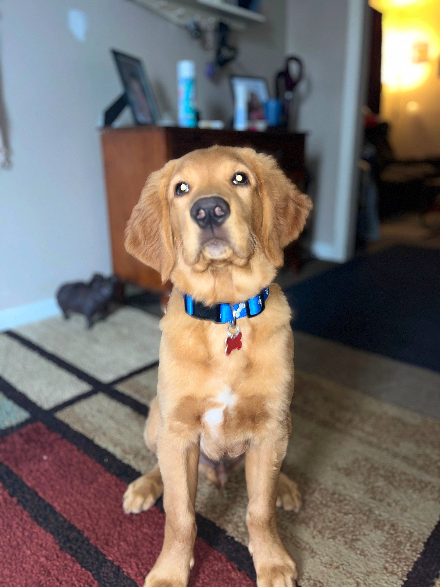Chayce joined the competition — help win amazing prizes! carnivore, collar, companion_dog, dog, dog_collar, firefighter, flooring, fur, golden_retriever, gun_dog, hardwood, hat, lamp, leash, liver, retriever, tail, whiskers, wood, working_animal