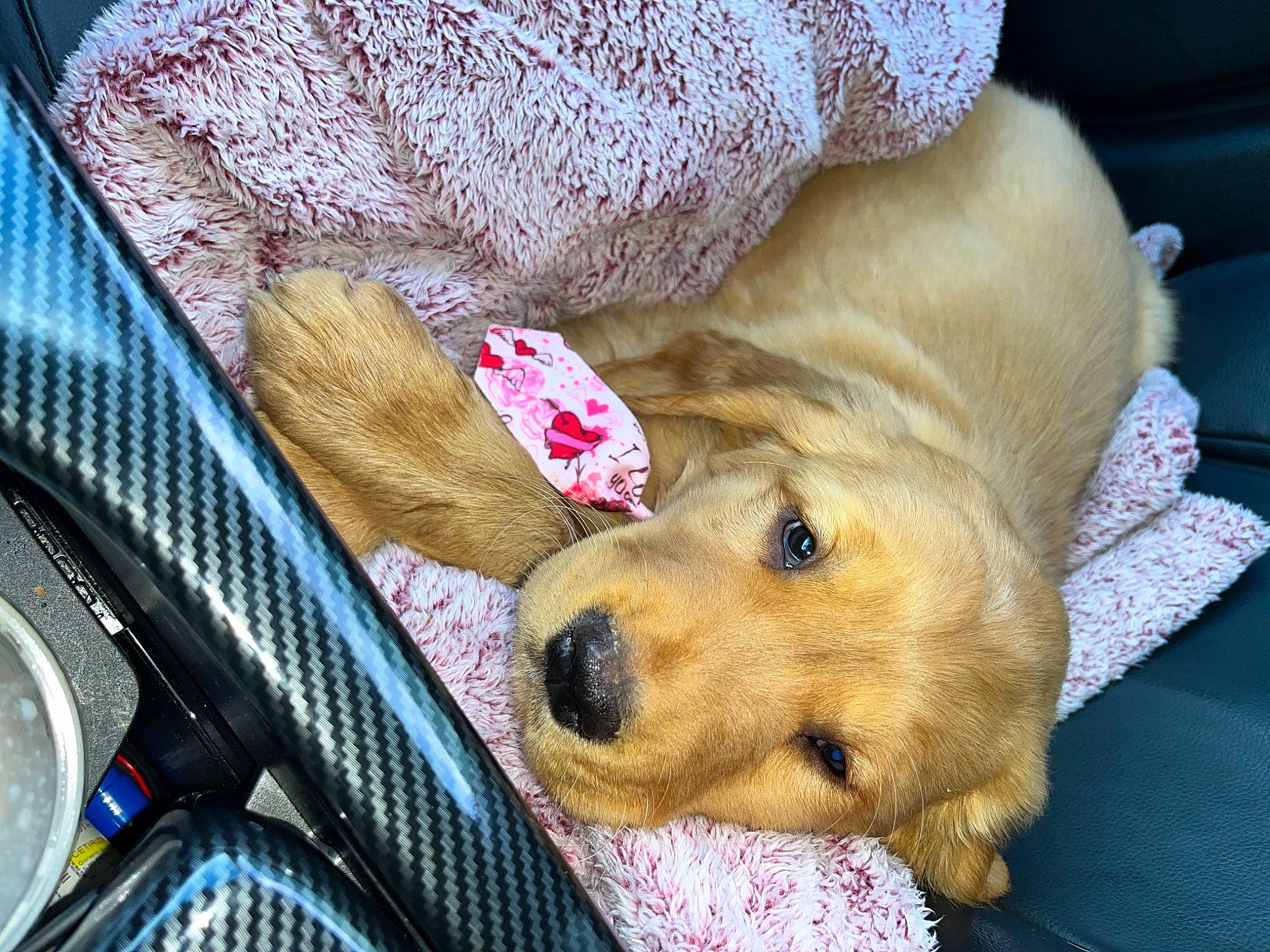 Chayce is registered to the contest to win money with this photo: canidae, carnivore, comfort, companion_dog, dog, dog_breed, dog_supply, dog_toy, fawn, fur, linens, nap, paw, pet_supply, retriever, sleep, snout, sporting_group, whiskers, working_animal