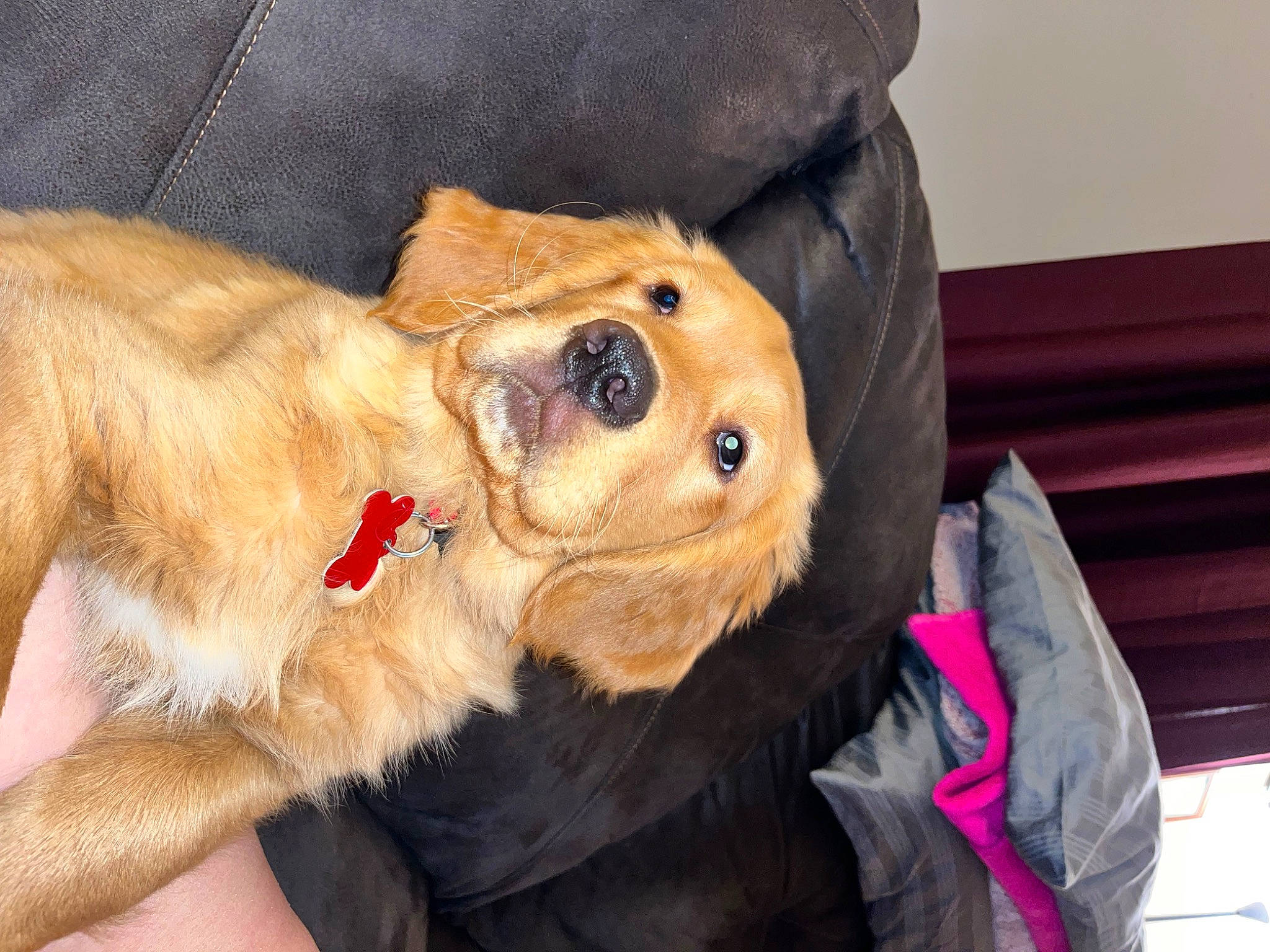 Chayce joined the competition — help win amazing prizes! canidae, carnivore, collar, comfort, companion_dog, dog, dog_breed, dog_collar, dog_supply, fawn, fur, hat, liver, non_sporting_group, paw, snout, sporting_group, sunglasses, whiskers, working_animal