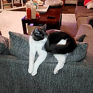 Wolf is registered to the contest to win money with this photo: cat, gray_couch, living_room, coffee_table, candles, television, plant, pillow, wooden_shelf, carpet, remote_control, decor, furniture, indoor, pet, relaxing, cozy, white_cat, gray_and_white_cat, houseplant