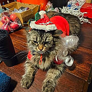 Tammy Filimonuk joined the competition — help win amazing prizes! animal, background_clutter, cat, christmas, claws, costume, domestic_animal, feline, fur, holiday, indoor, pet, red_clothing, relaxed, santa_hat, tabby_cat, table, unimpressed, whiskers, wood_surface