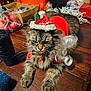 animal, background_clutter, cat, christmas, claws, costume, domestic_animal, feline, fur, holiday, indoor, pet, red_clothing, relaxed, santa_hat, tabby_cat, table, unimpressed, whiskers, wood_surface