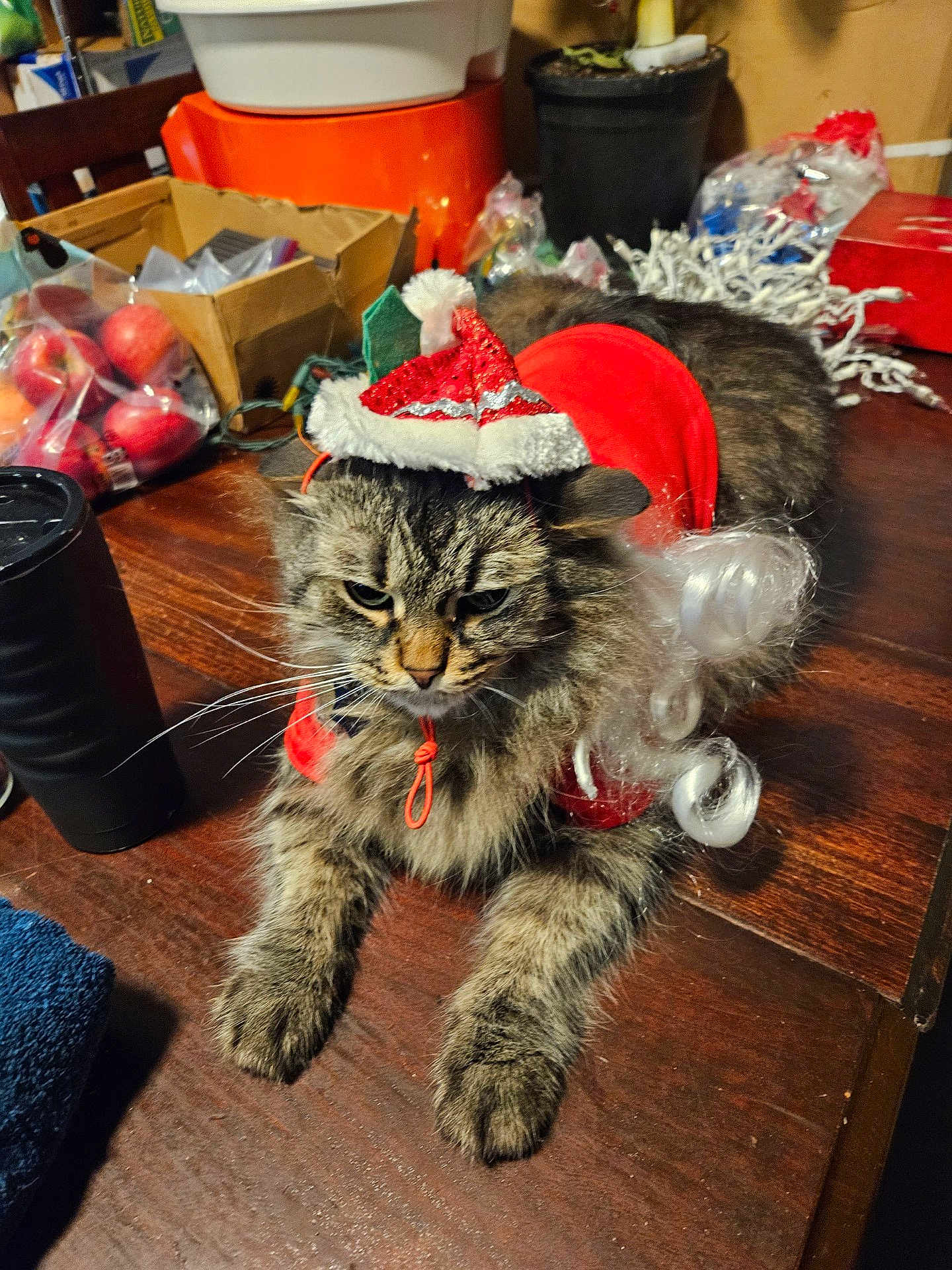 Tammy Filimonuk joined the competition — help win amazing prizes! animal, background_clutter, cat, christmas, claws, costume, domestic_animal, feline, fur, holiday, indoor, pet, red_clothing, relaxed, santa_hat, tabby_cat, table, unimpressed, whiskers, wood_surface