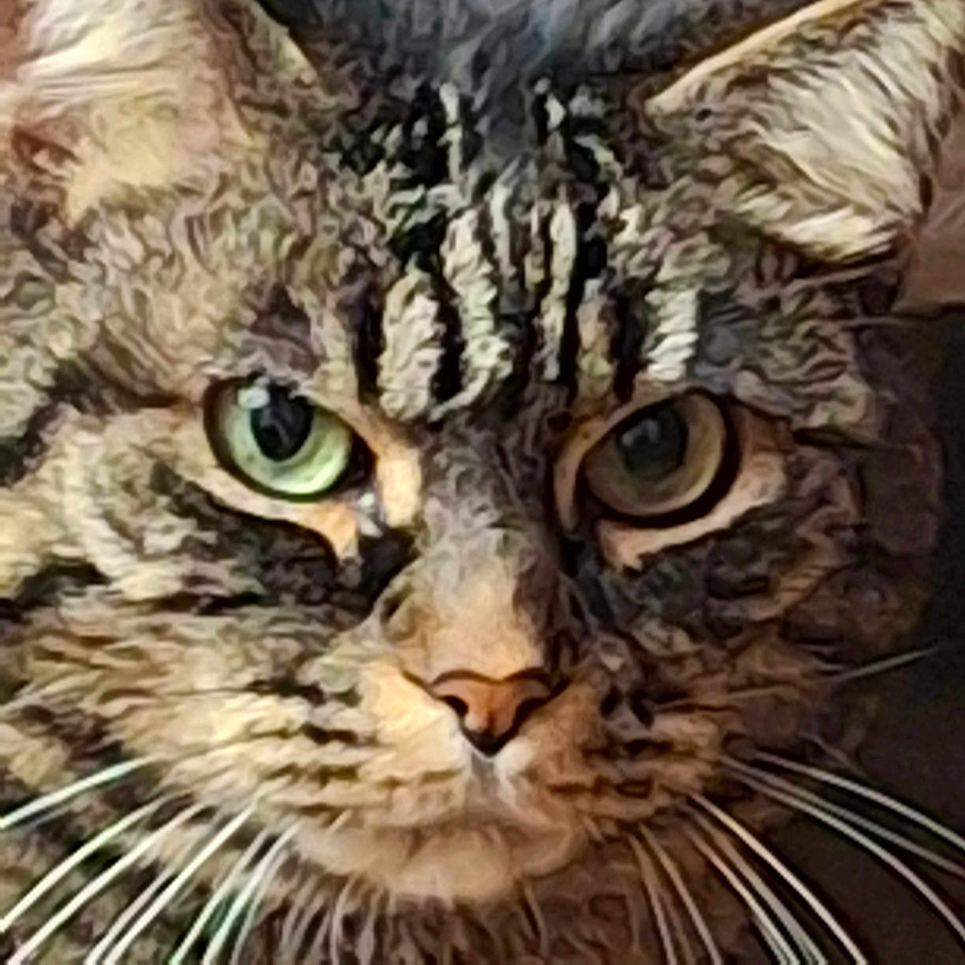 Marleau participe au concours pour gagner de l'argent avec cette photo : animal, cat, close_up, ears, expression, face, feline, fur, green_eyes, indoor, looking, muzzle, nose, pet, portrait, striped, tabby_cat, texture, whiskers