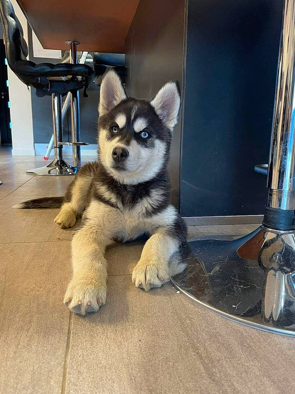 Oslo participe au concours pour gagner de l'argent avec cette photo : canidae, carnivore, companion_dog, dog, dog_breed, door, flooring, foot, fur, gas, glass, metal, paw, sled_dog, snout, tail, terrestrial_animal, wood, working_animal, working_dog