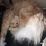 Praline a rejoint le concours — aidez-le/la à gagner de superbes lots ! animal, cat, cozy, cream_fur, curled_up, cute, domestic, fluffy, fur, indoor, paw, peaceful, pet, quiet, relaxed, resting, sleeping, soft, tail, white_fur