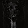 Benga a rejoint le concours — aidez-le/la à gagner de superbes lots ! animal, black_dog, black_fur, canine, close_up, dark_background, dog, ears, expression, face, fur, looking_at_camera, moody_lighting, muzzle, pet, portrait, tongue, tongue_out, wet_nose, whiskers