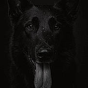 Benga a rejoint le concours — aidez-le/la à gagner de superbes lots ! animal, black_dog, black_fur, canine, close_up, dark_background, dog, ears, expression, face, fur, looking_at_camera, moody_lighting, muzzle, pet, portrait, tongue, tongue_out, wet_nose, whiskers