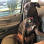 animal, brindle, car, car_seat, casual, collar, companion, daylight, dog, human_arm, indoor, leather_seat, looking_out, parking_lot, pet, relaxed, sitting, sunlight, vehicle_interior, window
