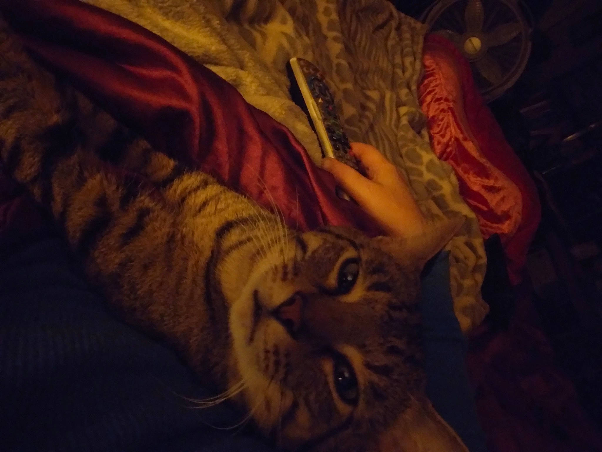 Ty Ty joined the competition — help win amazing prizes! big_cats, cat, comfort, darkness, domestic_short_haired_cat, fawn, felidae, fur, linens, night, pattern, room, sleeve, small_to_medium_sized_cats, tail, tints_and_shades, visual_arts, whiskers, wildlife, wood