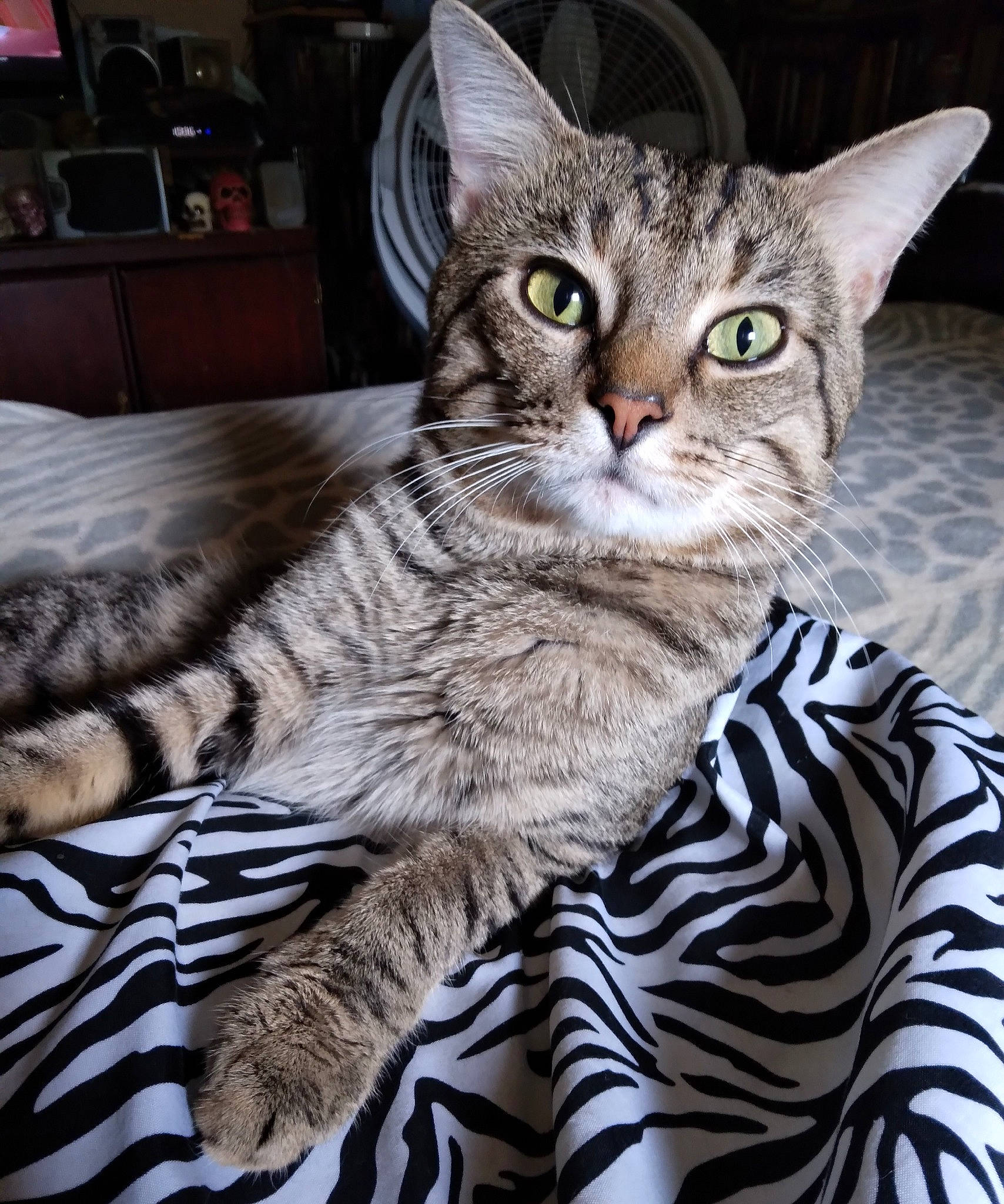 Ty Ty joined the competition — help win amazing prizes! cabinetry, carnivore, cat, chest_of_drawers, comfort, domestic_short_haired_cat, felidae, fur, pattern, sitting, small_to_medium_sized_cats, snout, tail, terrestrial_animal, whiskers