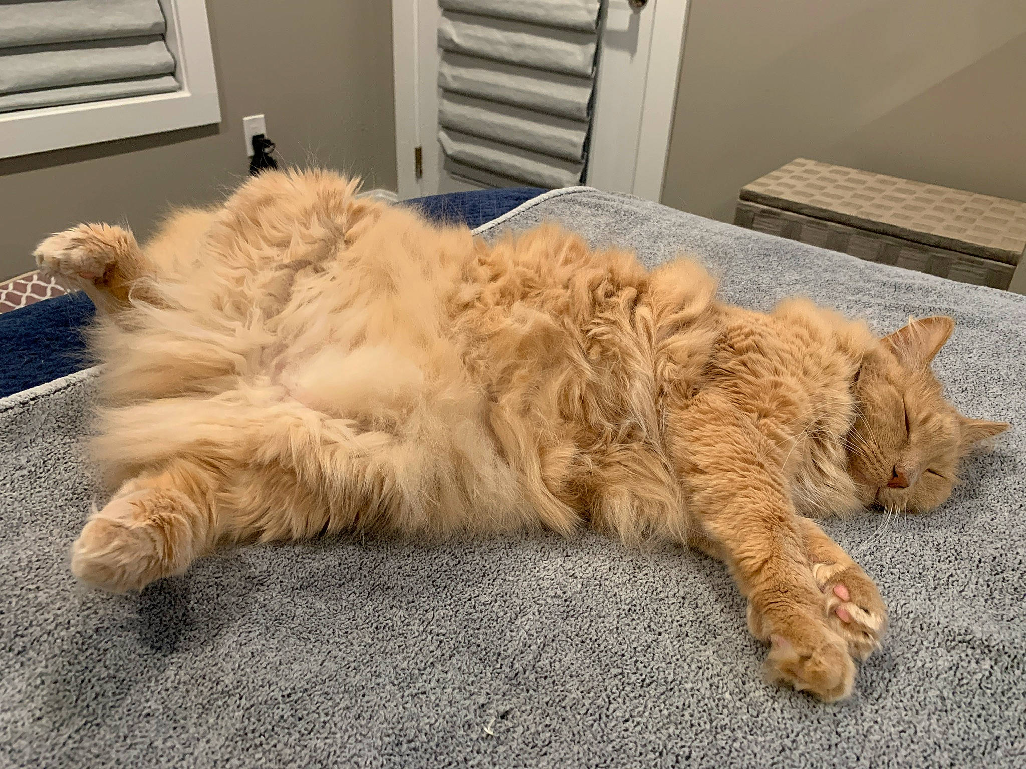 Cubby joined the competition — help win amazing prizes! carnivore, cat, claw, domestic_long_haired_cat, european_shorthair, fawn, felidae, floor, fur, maine_coon, nap, norwegian_forest_cat, paw, persian, selkirk_rex, sleep, small_to_medium_sized_cats, tabby_cat, tail, whiskers