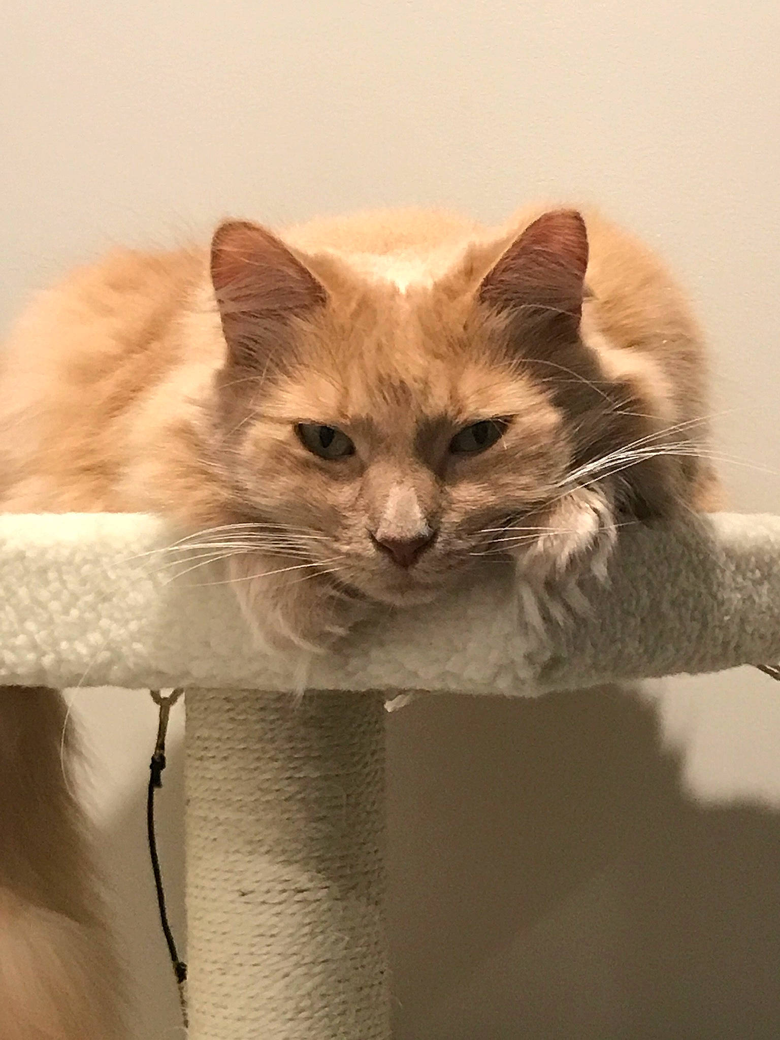 Cubby joined the competition — help win amazing prizes! asian, balinese, carnivore, cat, domestic_short_haired_cat, ear, fawn, felidae, kitten, mammal, nebelung, ojos_azules, ragdoll, small_to_medium_sized_cats, tail, tonkinese, turkish_van, whiskers