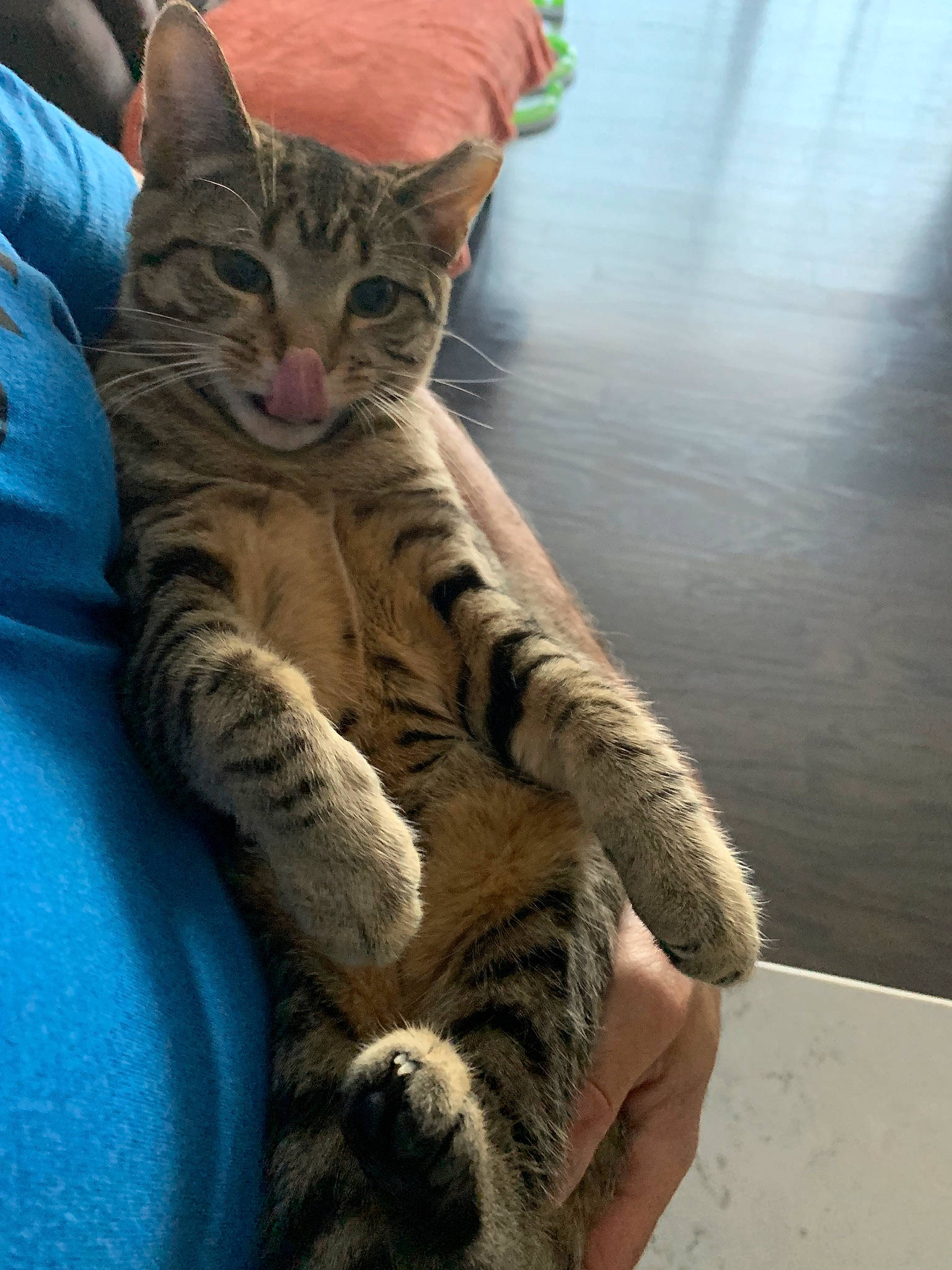 Minnie joined the competition — help win amazing prizes! american_shorthair, arabian_mau, asian, bengal, california_spangled, carnivore, cat, domestic_short_haired_cat, dragon_li, egyptian_mau, european_shorthair, felidae, mammal, ocicat, pixie_bob, small_to_medium_sized_cats, tabby_cat, toyger, vertebrate, whiskers