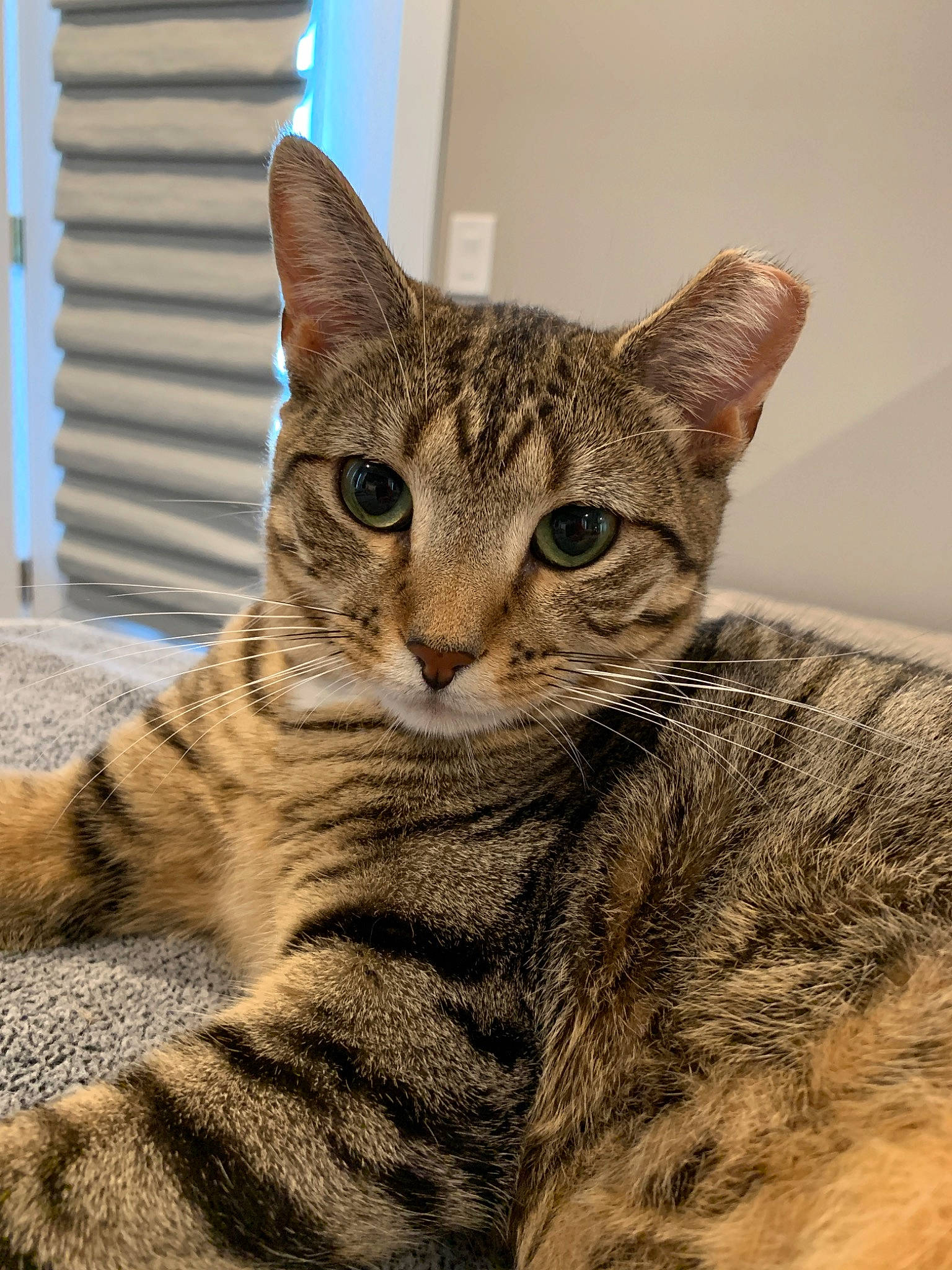 Minnie joined the competition — help win amazing prizes! american_shorthair, asian, australian_mist, california_spangled, carnivore, cat, domestic_short_haired_cat, dragon_li, egyptian_mau, european_shorthair, eye, felidae, mammal, ocicat, small_to_medium_sized_cats, snout, tabby_cat, toyger, vertebrate, whiskers