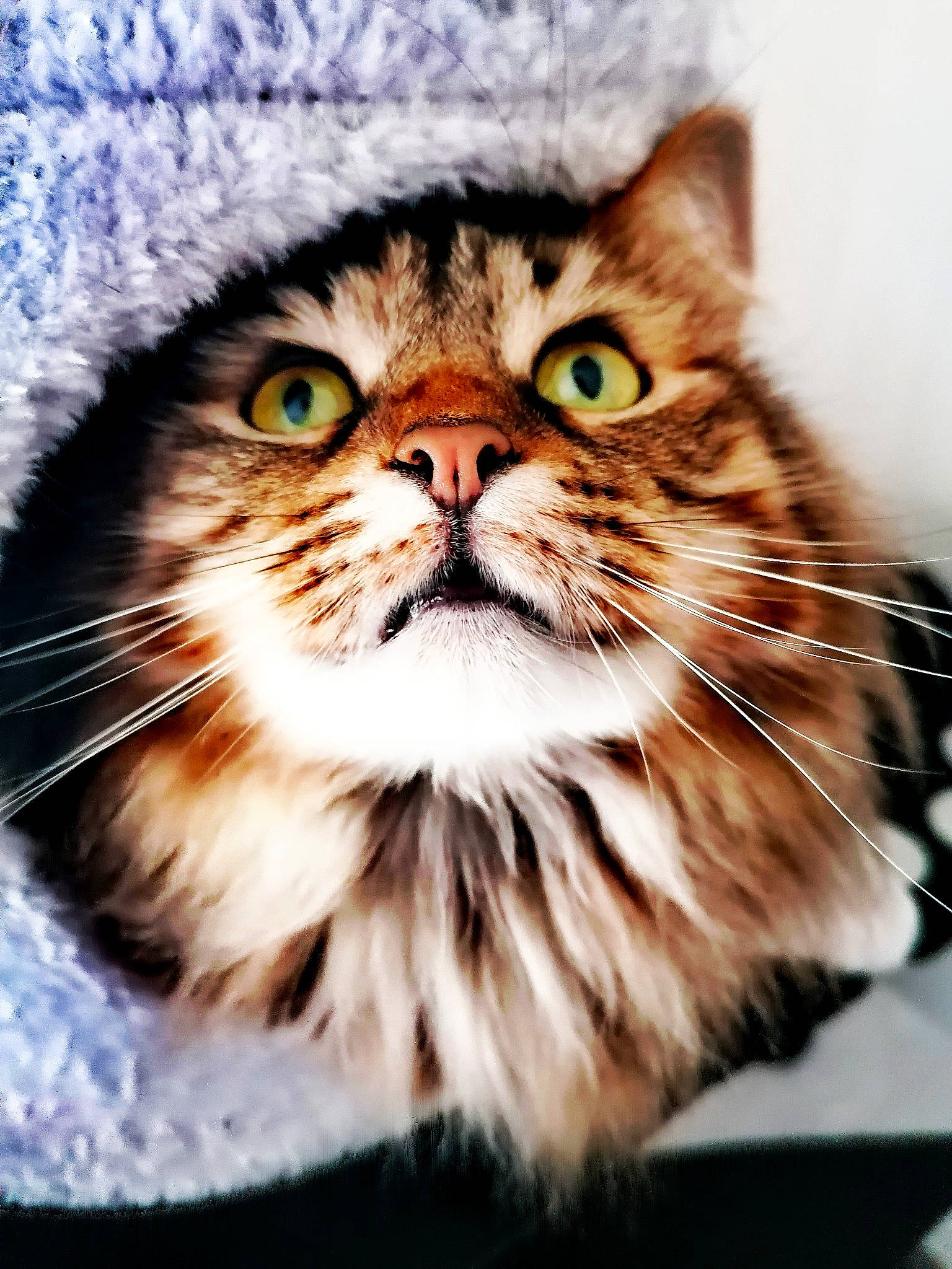 Siggy participe au concours pour gagner de l'argent avec cette photo : box, british_longhair, carnivore, cat, domestic_short_haired_cat, fawn, felidae, fur, grass, maine_coon, small_to_medium_sized_cats, snout, terrestrial_animal, whiskers