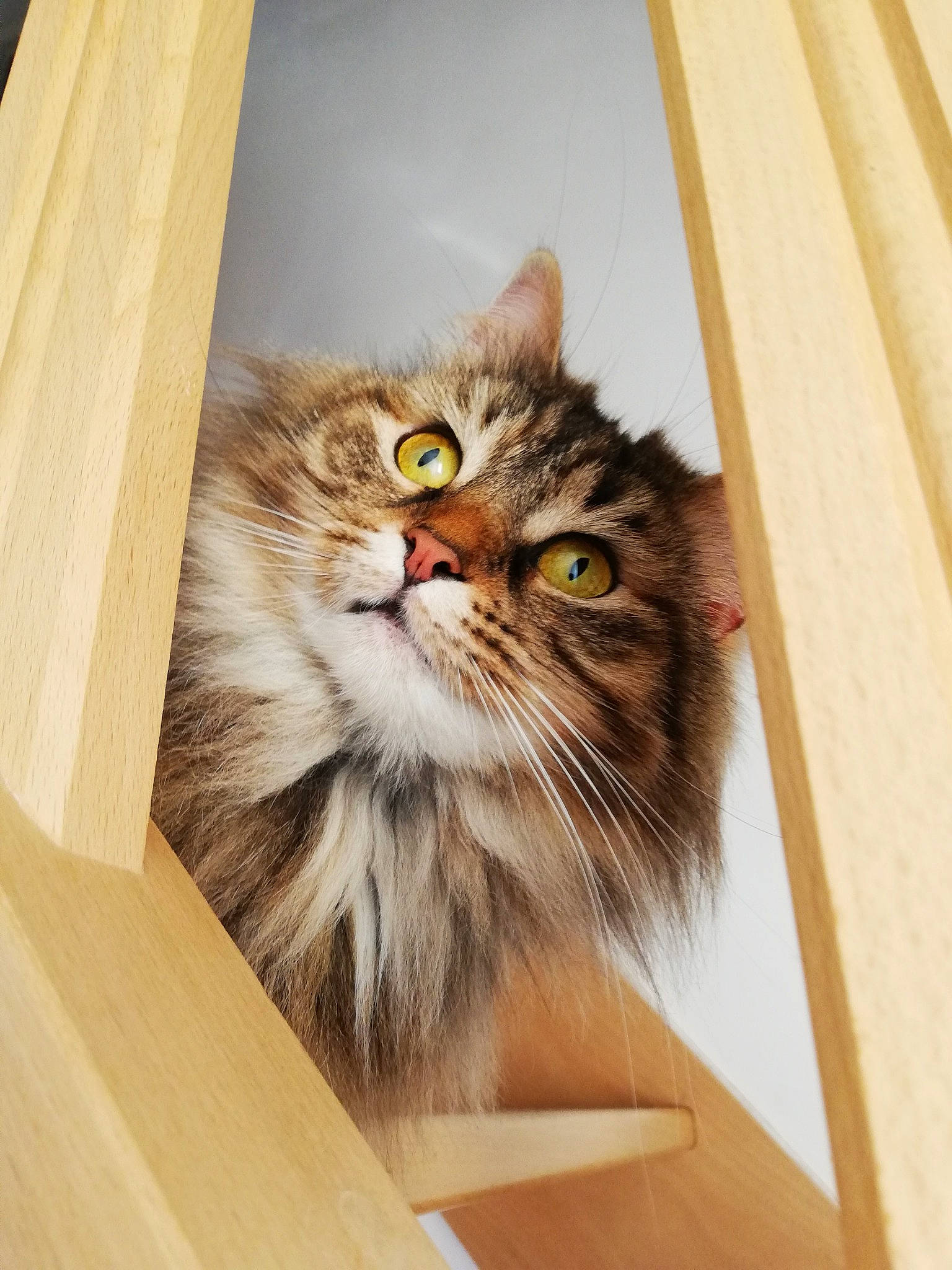 Siggy participe au concours pour gagner de l'argent avec cette photo : box, cardboard, carnivore, cat, domestic_short_haired_cat, fawn, felidae, flooring, fur, hardwood, illustration, maine_coon, packaging_and_labeling, persian, small_to_medium_sized_cats, snout, terrestrial_animal, whiskers, wood, wood_stain