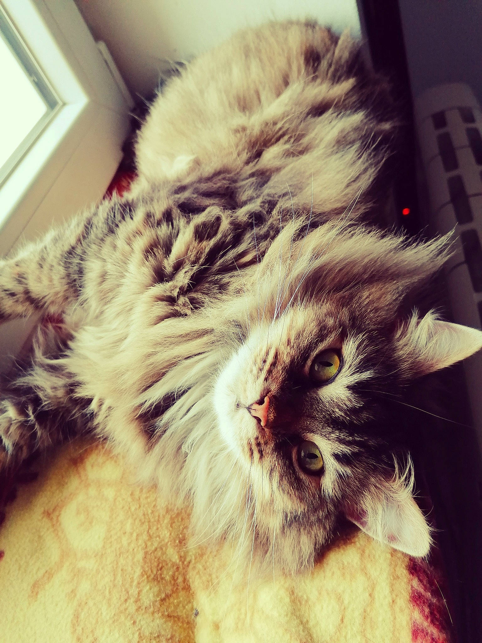 Siggy participe au concours pour gagner de l'argent avec cette photo : british_longhair, carnivore, cat, claw, cloud, comfort, felidae, fur, maine_coon, paw, plant, small_to_medium_sized_cats, snout, square, tail, whiskers