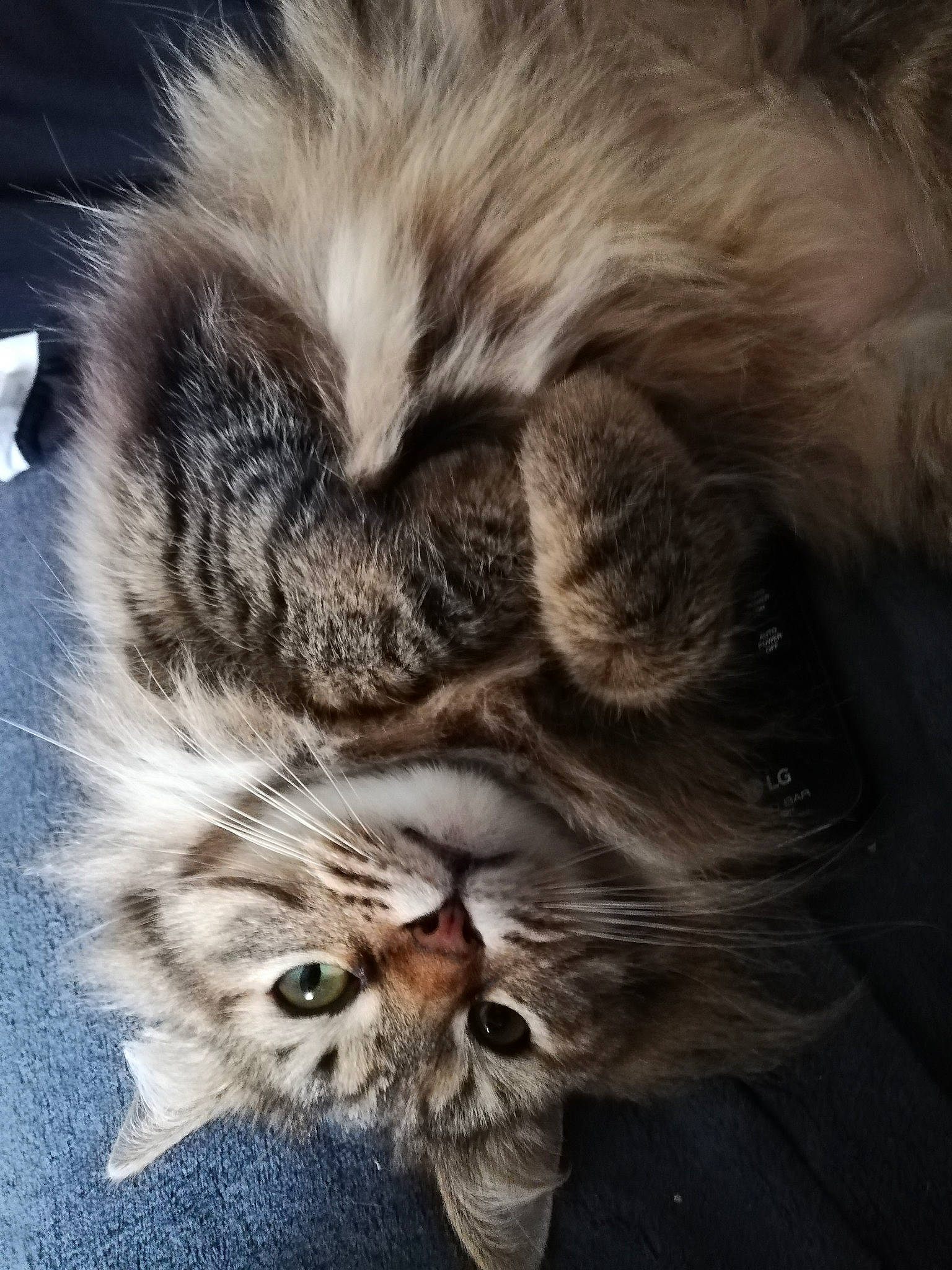 Siggy participe au concours pour gagner de l'argent avec cette photo : carnivore, cat, claw, cloud, comfort, domestic_short_haired_cat, eye, fawn, felidae, fur, monochrome, nap, paw, sleep, small_to_medium_sized_cats, snout, tail, terrestrial_animal, whiskers, wildlife