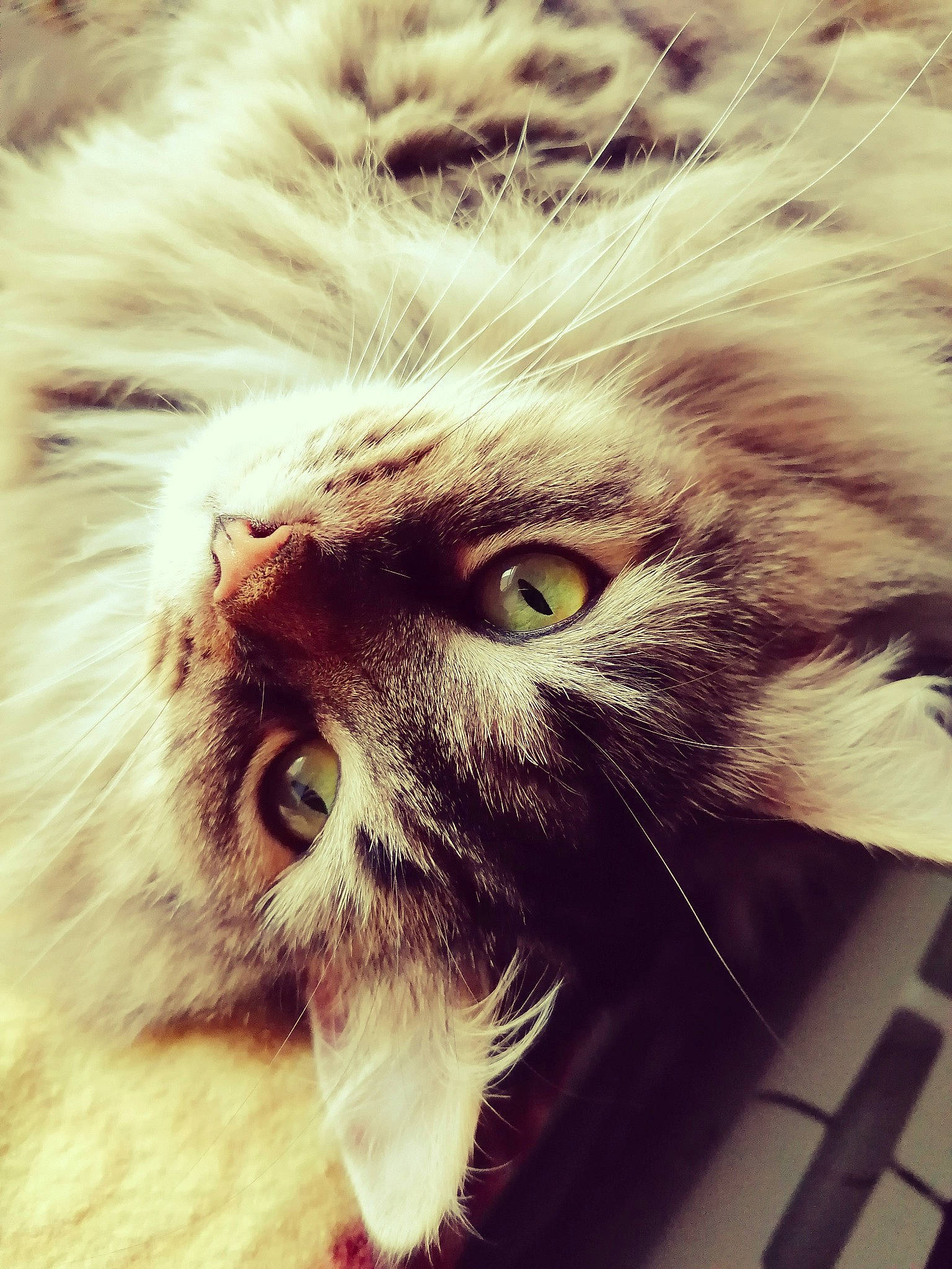 Siggy a rejoint le concours — aidez-le/la à gagner de superbes lots ! art, carnivore, cat, eye, felidae, fur, head, macro_photography, nose, paw, photo_caption, plant, sky, small_to_medium_sized_cats, snout, tail, terrestrial_animal, whiskers, wildlife