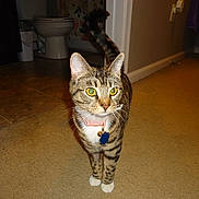 Roxie is registered to the contest to win money with this photo: cat, tabby, feline, pet, animal, collar, tag, whiskers, green_eyes, striped_fur, white_paws, standing, indoors, hallway, bathroom, toilet, carpet, tile_floor, doorway, flash_photography