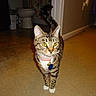 cat, tabby, feline, pet, animal, collar, tag, whiskers, green_eyes, striped_fur, white_paws, standing, indoors, hallway, bathroom, toilet, carpet, tile_floor, doorway, flash_photography