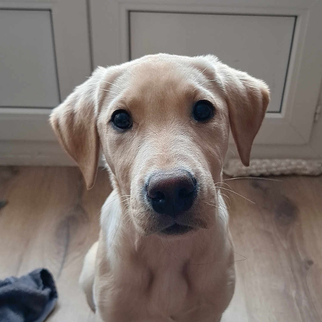 Vidi a rejoint le concours — aidez-le/la à gagner de superbes lots ! animal, beagle, bulldog, canine, dog, door, goldenretriever, hardwood, hound, labradorretriever, pet, plywood, pointer, puppy, window, wood