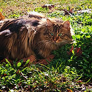 Ruby a rejoint le concours — aidez-le/la à gagner de superbes lots ! cat, tabby, green_eyes, fluffy_fur, grass, leaves, outdoor, sunlight, nature, autumn, animal, pet, mammal, wildlife, closeup, feline, whiskers, crouching, garden, daylight