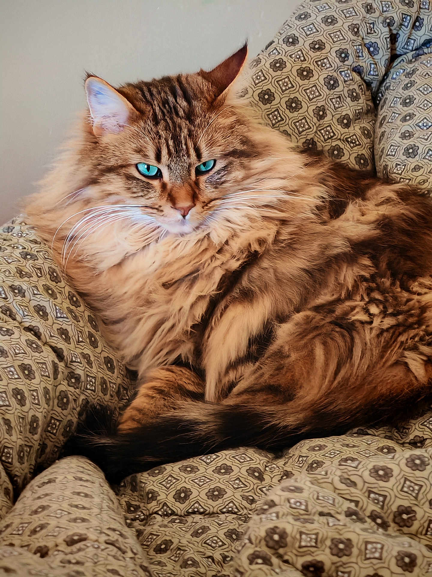 Ruby participe au concours pour gagner de l'argent avec cette photo : cat, fluffy, blue_eyes, pet, feline, animal, indoor, cushion, patterned, relaxed, fur, whiskers, close_up, resting, cute, domestic_animal, soft, cozy, portrait, mammal