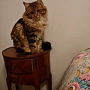 Ruby a rejoint le concours — aidez-le/la à gagner de superbes lots ! bedside_table, bedspread, cat, cozy, domestic_animal, ears, eyes, floral_pattern, furry, indoor, nightstand, paws, pet, portrait, sitting, tabby_cat, tail, wall, whiskers, wooden_furniture