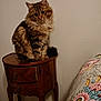 bedside_table, bedspread, cat, cozy, domestic_animal, ears, eyes, floral_pattern, furry, indoor, nightstand, paws, pet, portrait, sitting, tabby_cat, tail, wall, whiskers, wooden_furniture