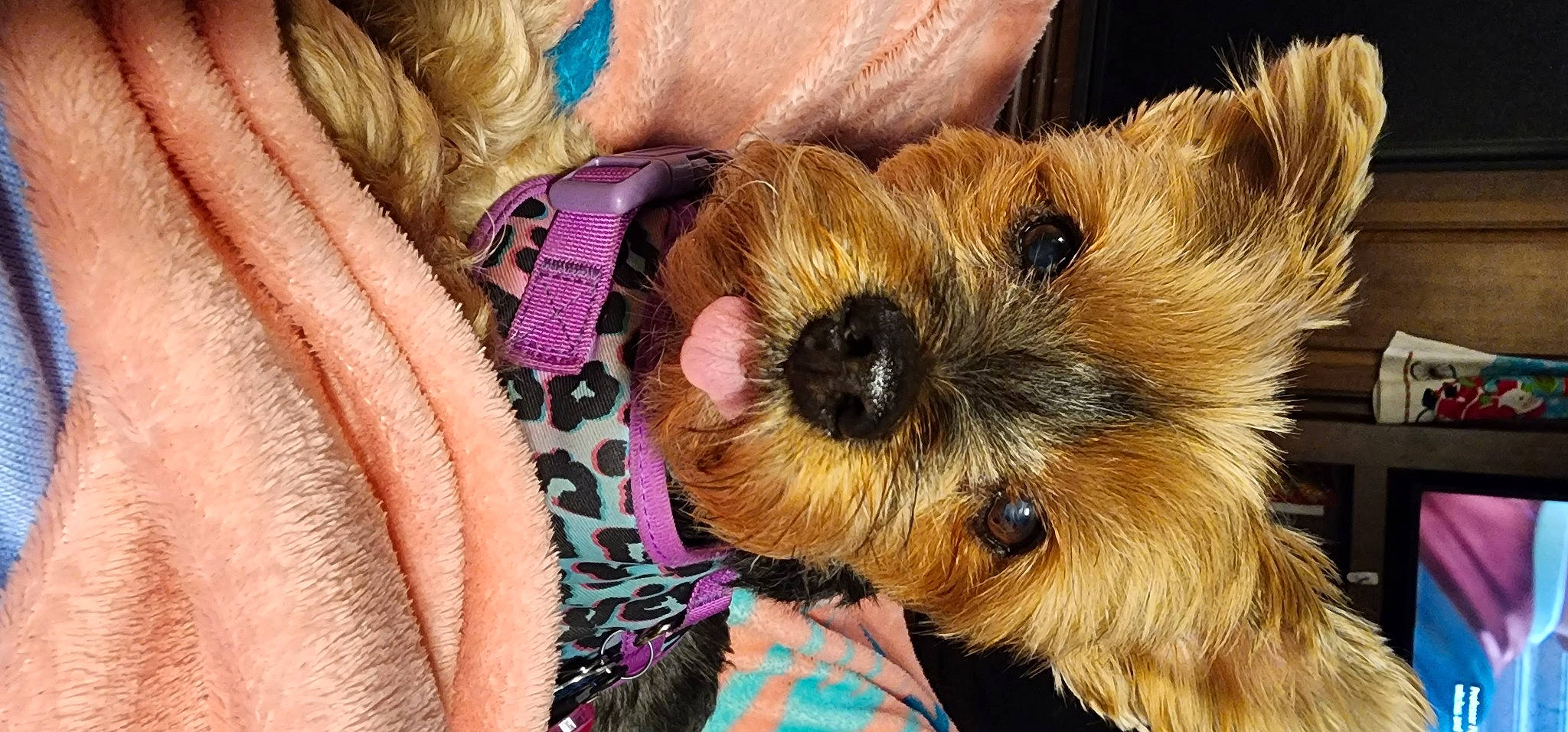 Carly is registered to the contest to win money with this photo: blue, carnivore, companion_dog, dog, dog_breed, electric_blue, fawn, fur, small_terrier, snout, terrestrial_animal, terrier, toy, toy_dog, working_animal