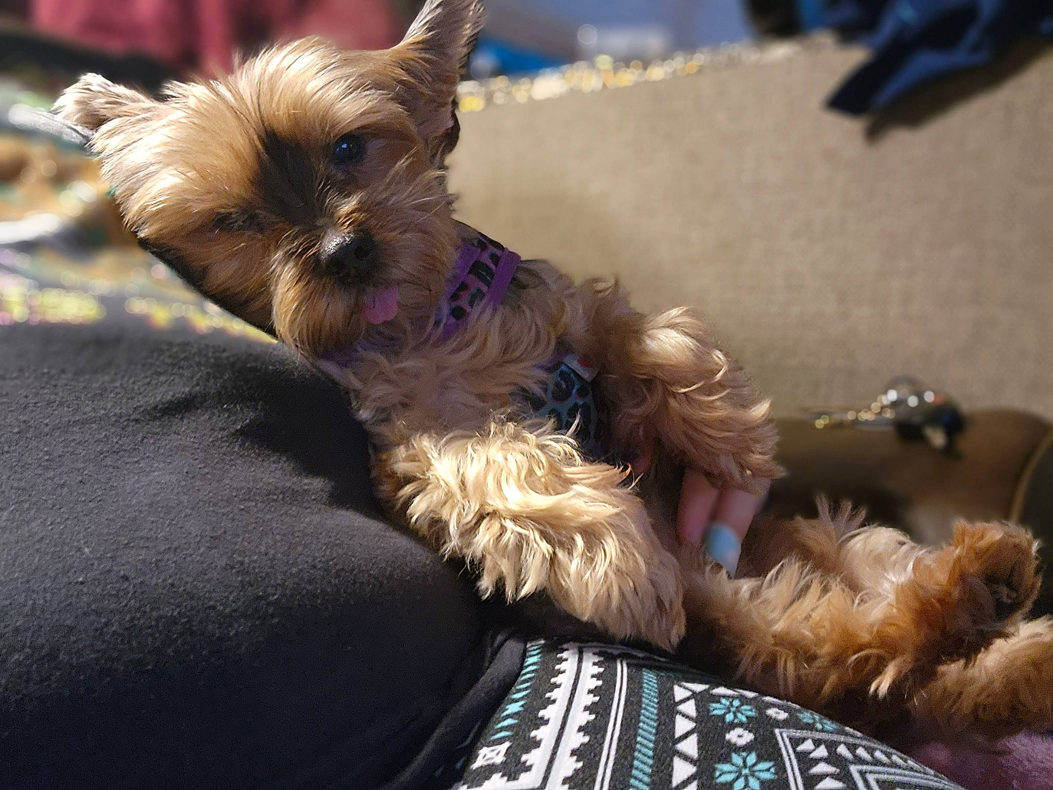 Carly is registered to the contest to win money with this photo: biewer_terrier, canidae, carnivore, companion_dog, dog, dog_breed, dog_supply, fashion_accessory, fawn, fur, liver, puppy, small_terrier, snout, sporting_group, terrier, toy_dog, working_animal, yorkipoo, yorkshire_terrier