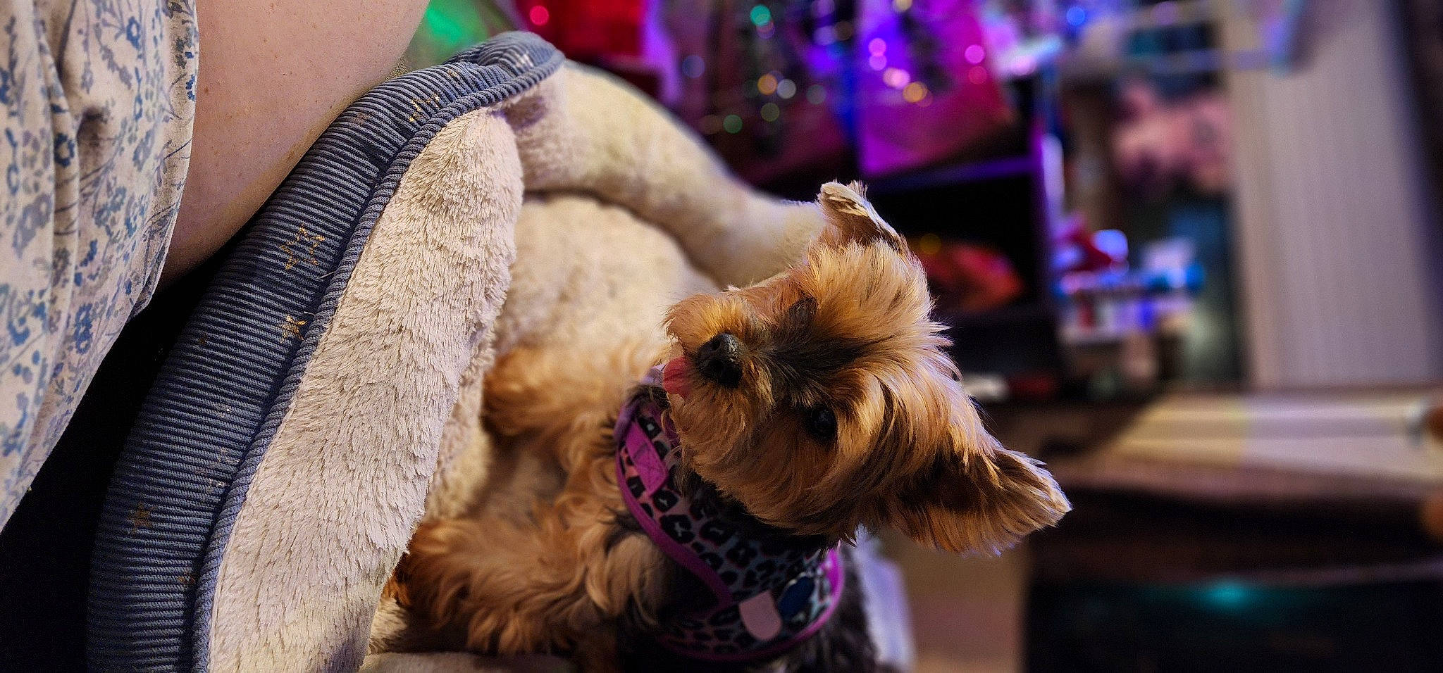 Carly is registered to the contest to win money with this photo: carnivore, collar, companion_dog, dog, dog_breed, dog_collar, ear, eyewear, fashion_accessory, fawn, fur, liver, mammal, small_terrier, snout, sporting_group, sunglasses, terrier, toy_dog, working_animal