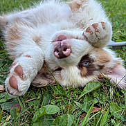 Laya participe au concours pour gagner de l'argent avec cette photo : puppy, dog, grass, outdoor, playful, fur, nose, paw, cute, pet, animal, nature, greenery, young, relaxed, summer, closeup, lying_down, fluffy, eye