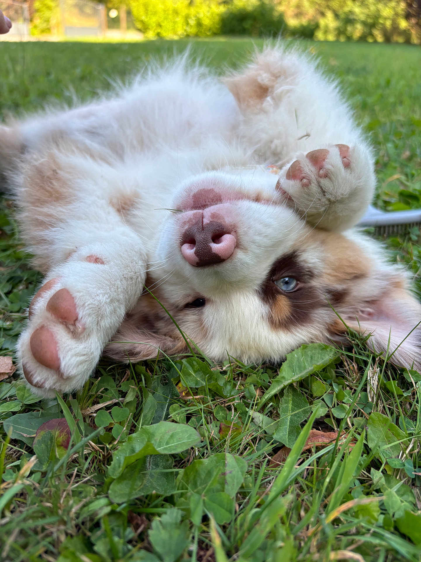 Laya participe au concours pour gagner de l'argent avec cette photo : puppy, dog, grass, outdoor, playful, fur, nose, paw, cute, pet, animal, nature, greenery, young, relaxed, summer, closeup, lying_down, fluffy, eye