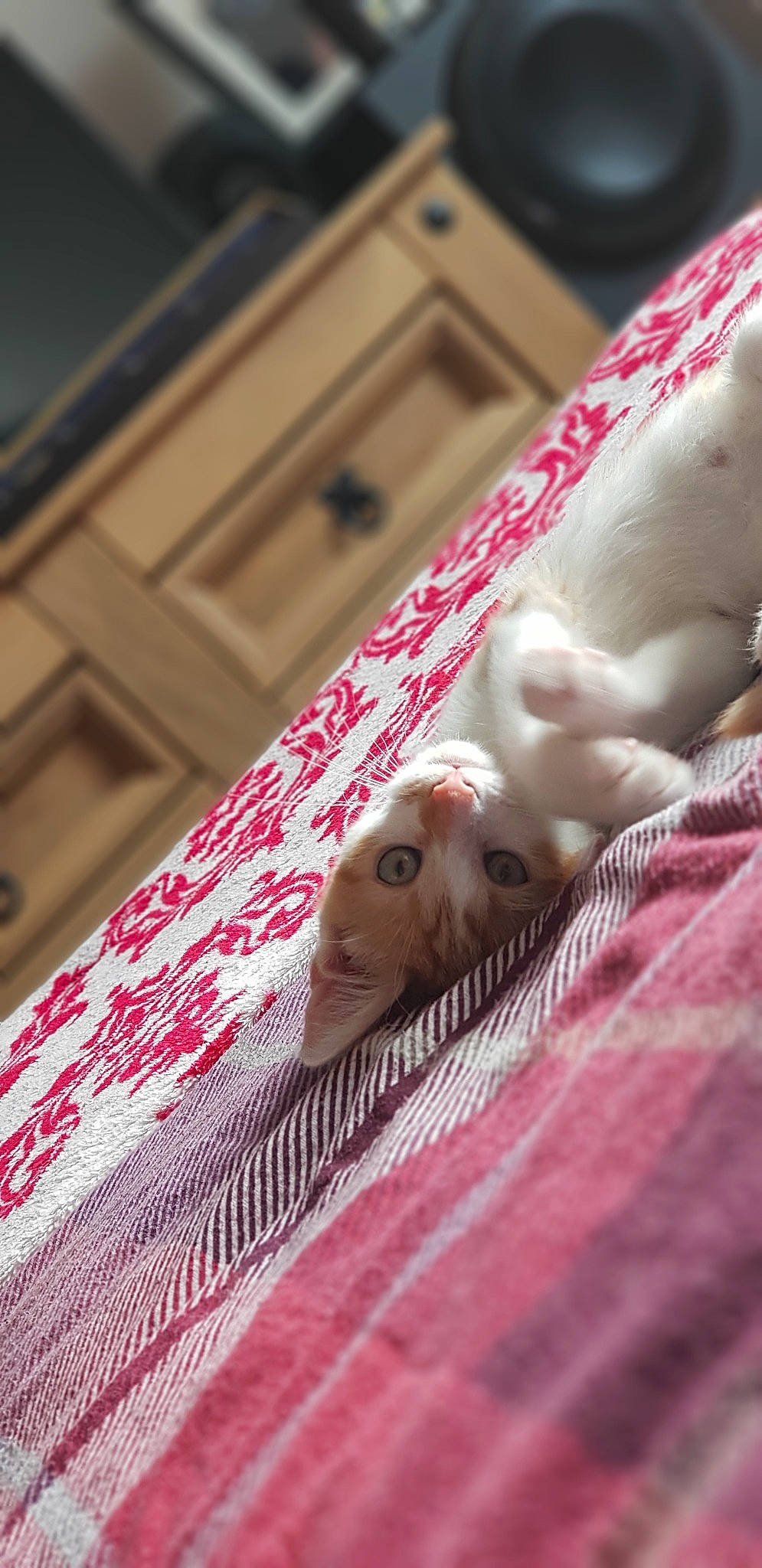 My Baby Anna is registered to the contest to win money with this photo: cat, fawn, pink, wood