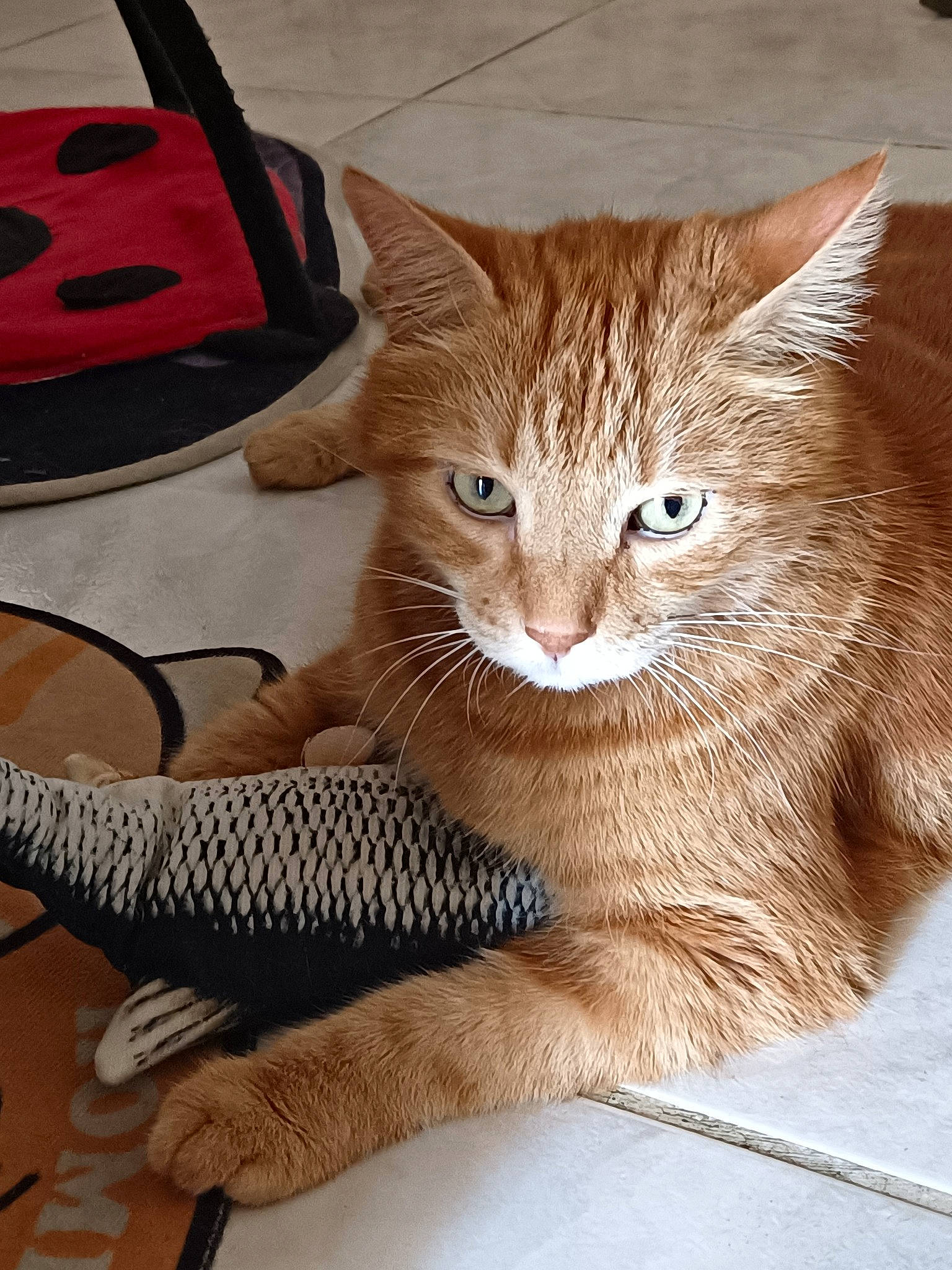 Mirou a rejoint le concours — aidez-le/la à gagner de superbes lots ! backpack, bag, carmine, carnivore, cat, comfort, domestic_short_haired_cat, fashion_accessory, fawn, felidae, fur, luggage_and_bags, pattern, sitting, small_to_medium_sized_cats, tail, terrestrial_animal, whiskers, window, wood