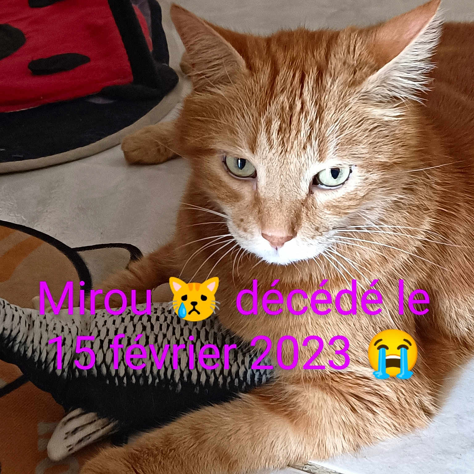 Mirou
