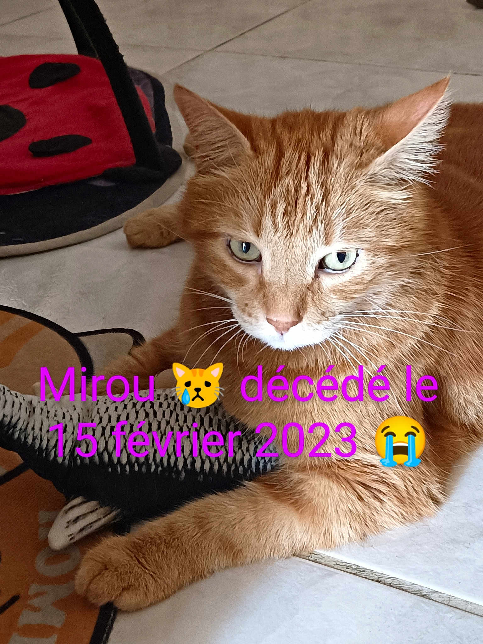 Mirou