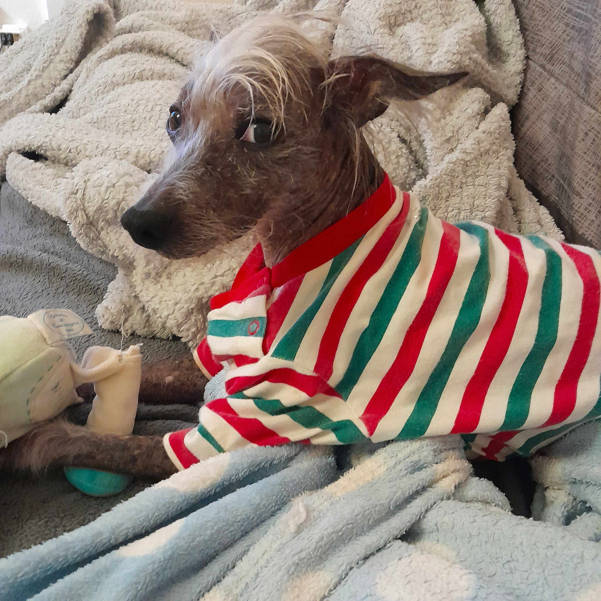 Jupiter a rejoint le concours — aidez-le/la à gagner de superbes lots ! animal, bathtowel, blanket, canine, clothing, couch, dog, fleece, furniture, homedecor, hound, laundry, linen, pet, poodle, puppy, quilt, terrier, towel