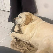 Rex participe au concours pour gagner de l'argent avec cette photo : animal, bed, blanket, canine, companion, curtain, dog, domestic_animal, floor, fur, indoor, labrador, lying_down, pet, quiet, relaxed, resting, side_view, tile_floor, yellow_labrador